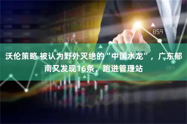 沃伦策略 被认为野外灭绝的“中国水龙”，广东郁南又发现16条，跑进管理站